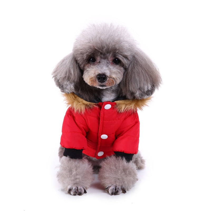 Cozy Winter Clothing for Your Beloved Pets